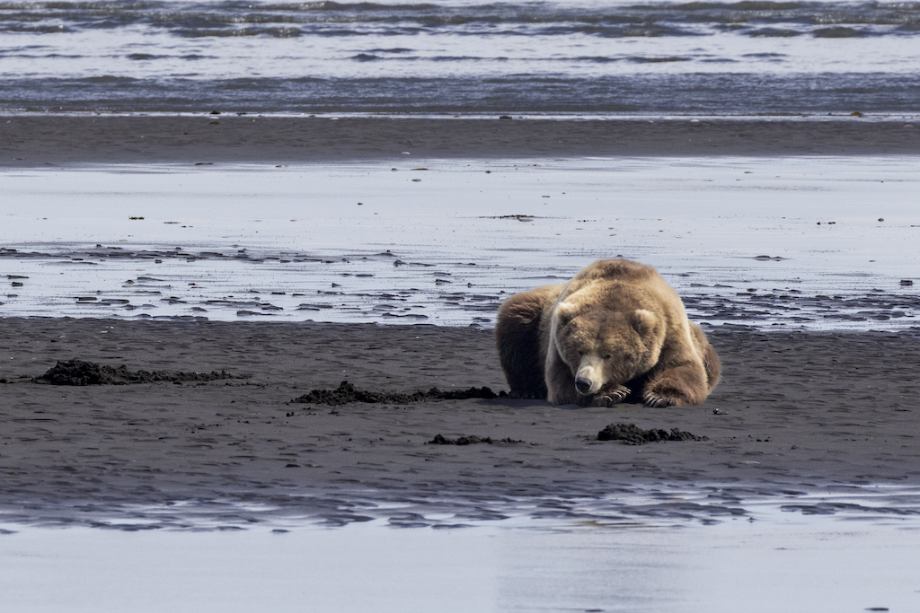 Brown Bears - Lake Clark National Park & Preserve (U.S. National Park  Service)