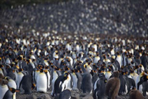 King penguins Antarctica
