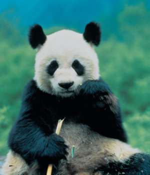 The Giant Pandas of China