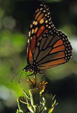 A delicate monarch butterfly. © M Bruscia