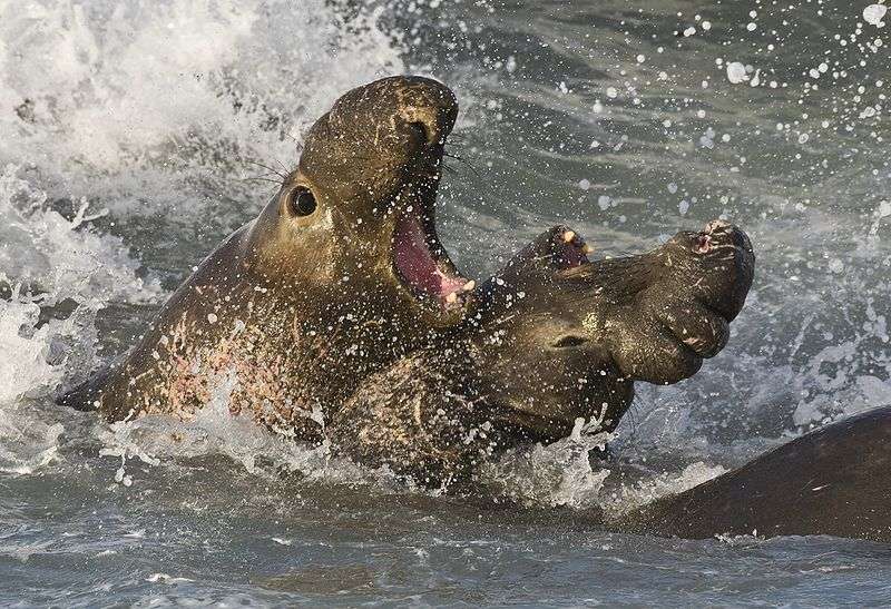 Male elephant seals fighting / Credit: Wikimedia Commons