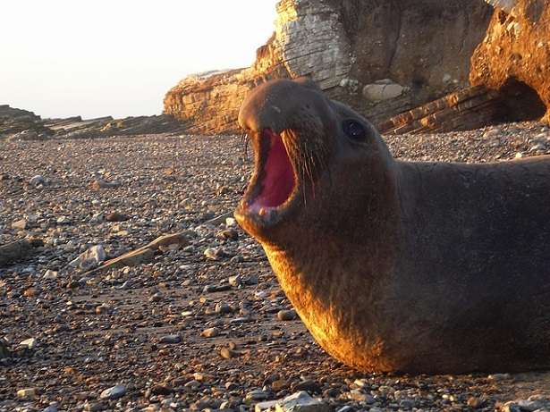 elephant seal, coast