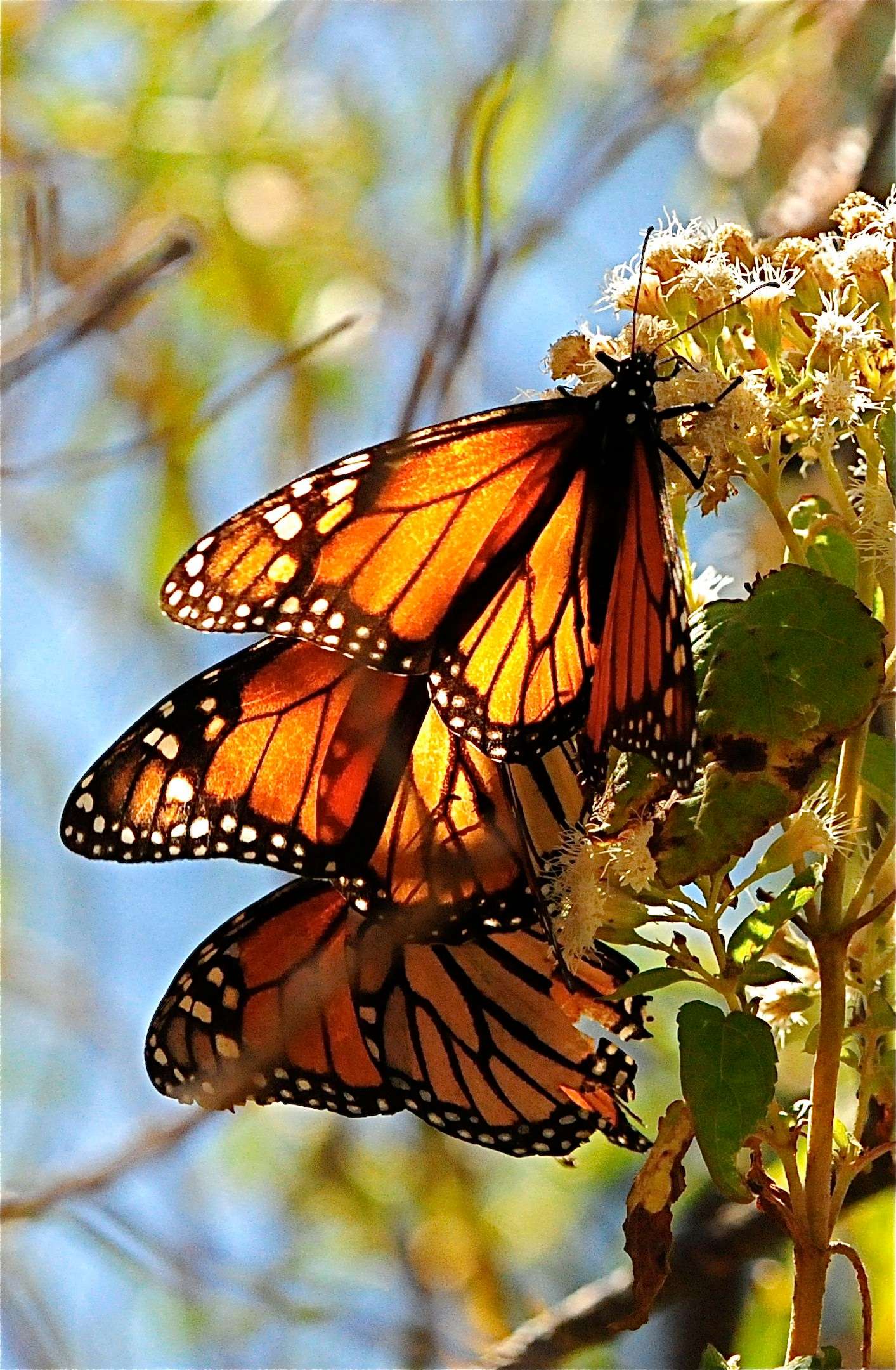3 Monarch close up