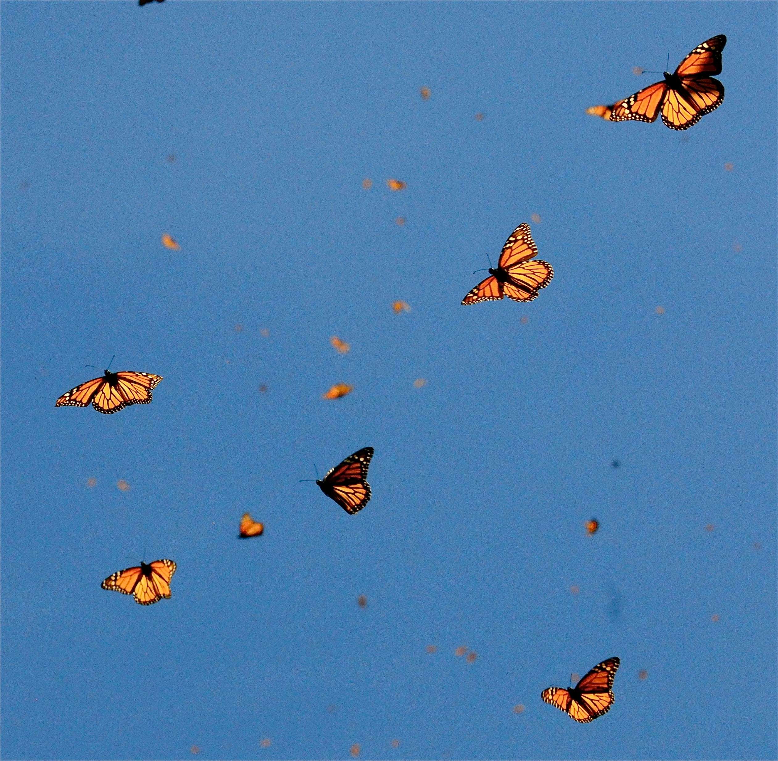 Backlit butterflies