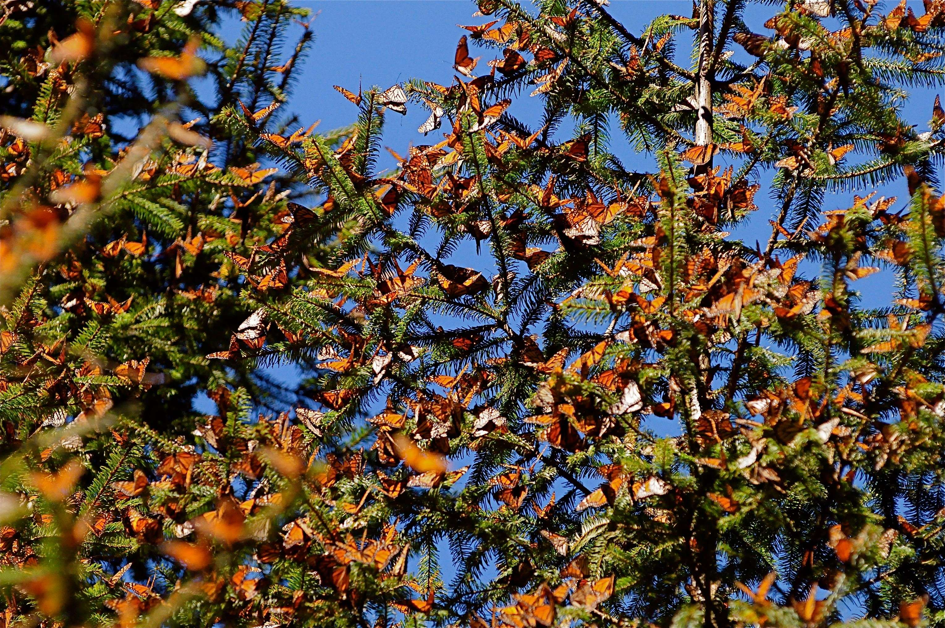 Monarchs on fir branches