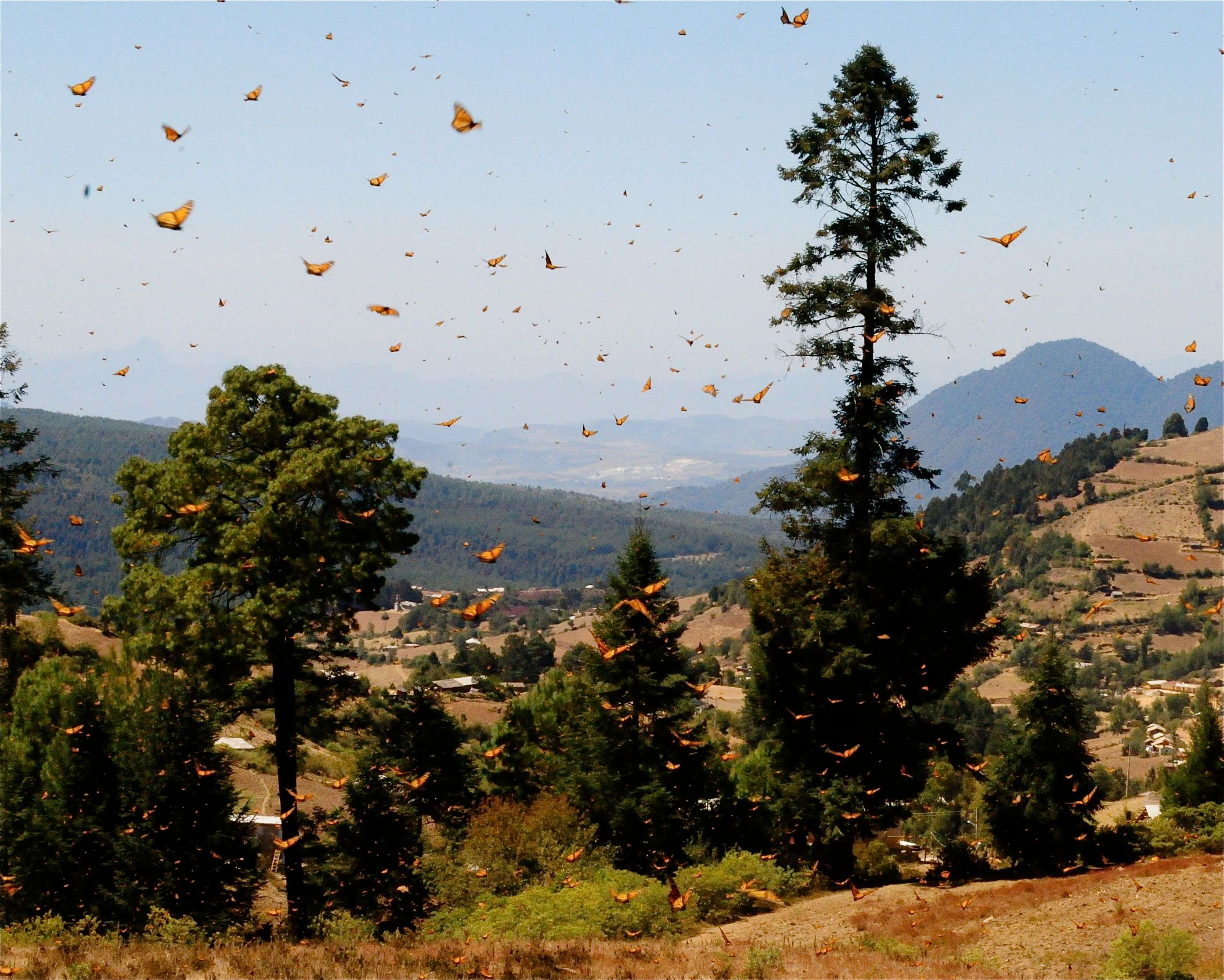 Monarchs over hills