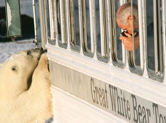 Polar Bear Looking into Buggy