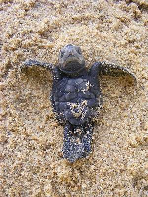 Olive Ridley's sea turtle