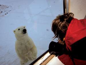 Polar Bear Looking Into Buggy