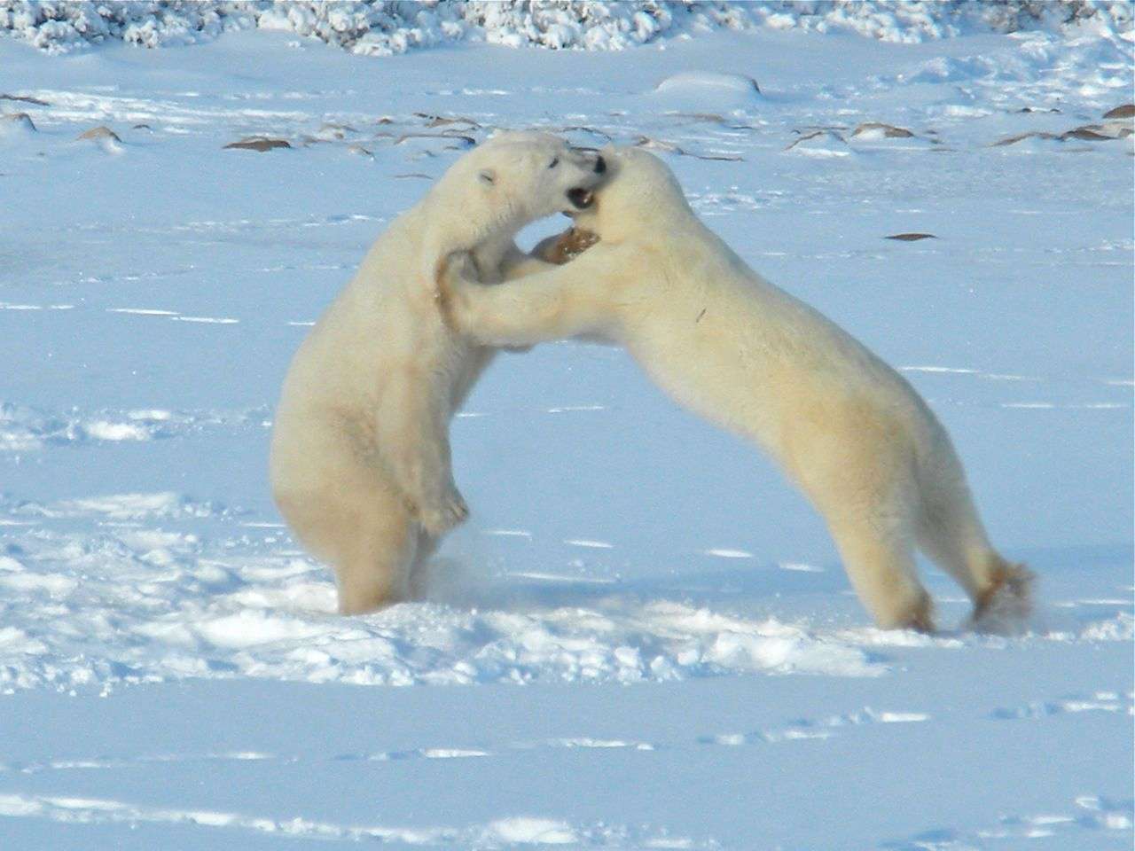 Polar Bears Play-Fighting