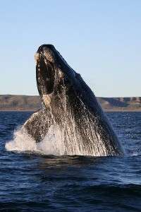 400px-Southern_right_whale-200x300