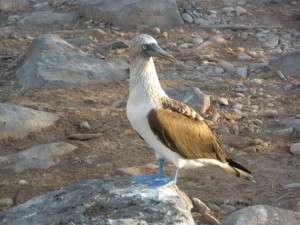 Blue-footed booby. Copyright Wendy Worrall Redal.