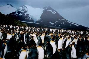 World's largest King penguin colony on South Georgia Island.