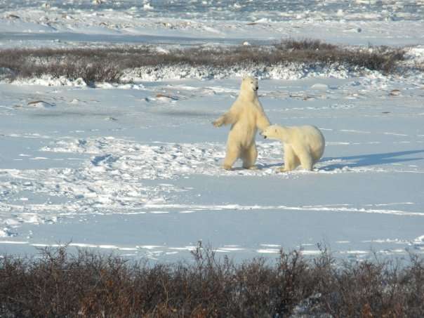 Polar Bears Sparring