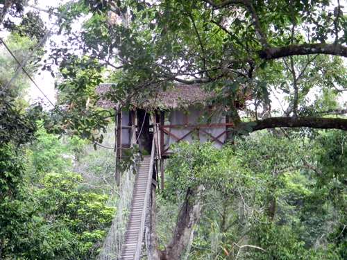 Amazon Jungle treehouse - natural habitat adventures