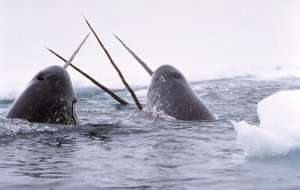 Narwhals-300x190
