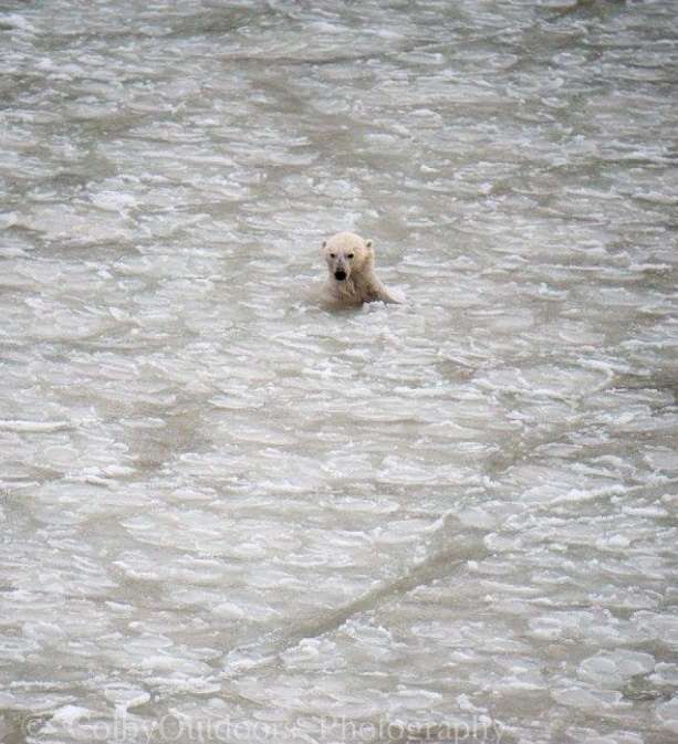 Polar bear in slush ice off the coast of Churchill. Colby Brokvist photo.