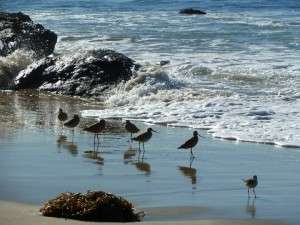 Sandpipers on the Southern California coast. Photo: Wendy Worrall Redal.