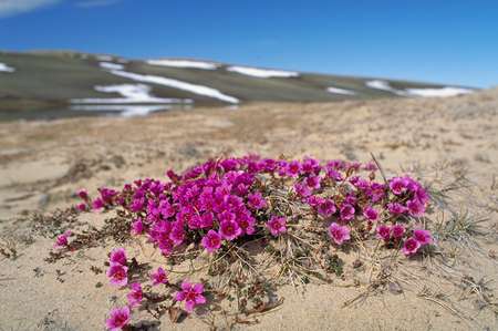 Purple saxifrage in Aulavik National Park, NWT. Photo: Parks Canada