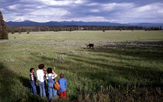 Visitors viewing moose