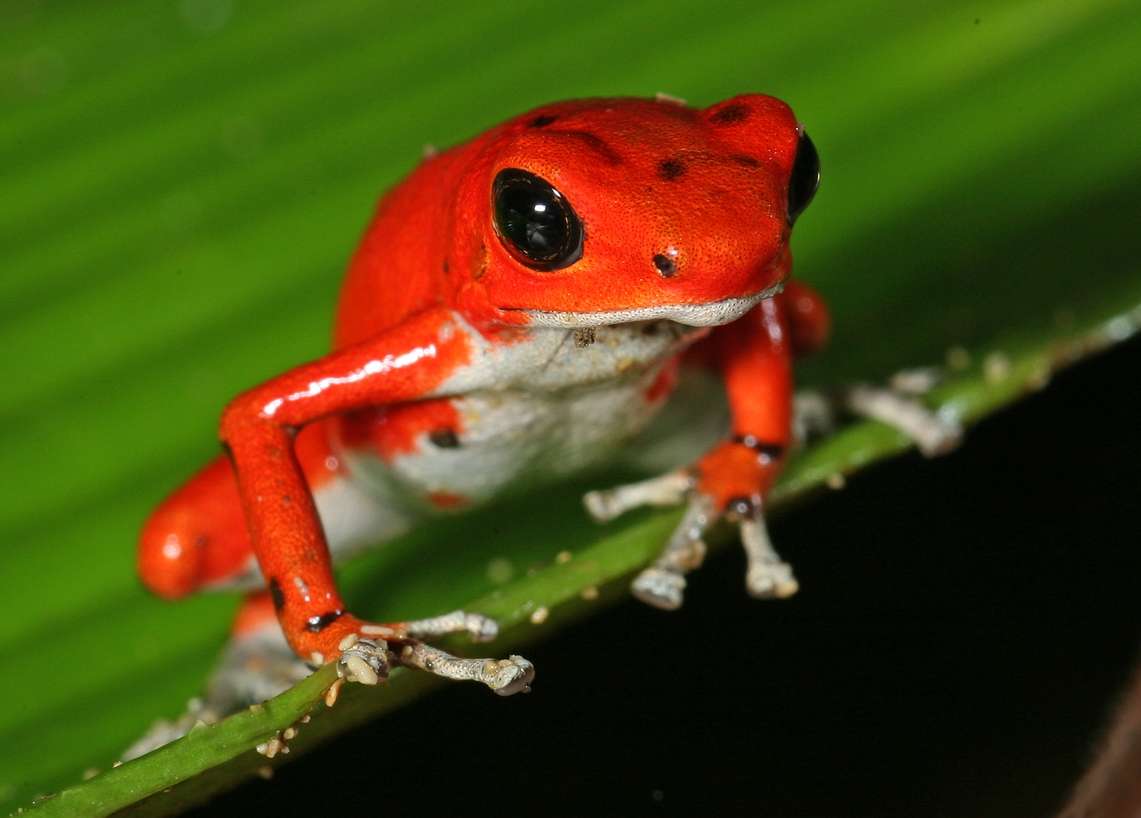 Red frog seen on Panama cruise