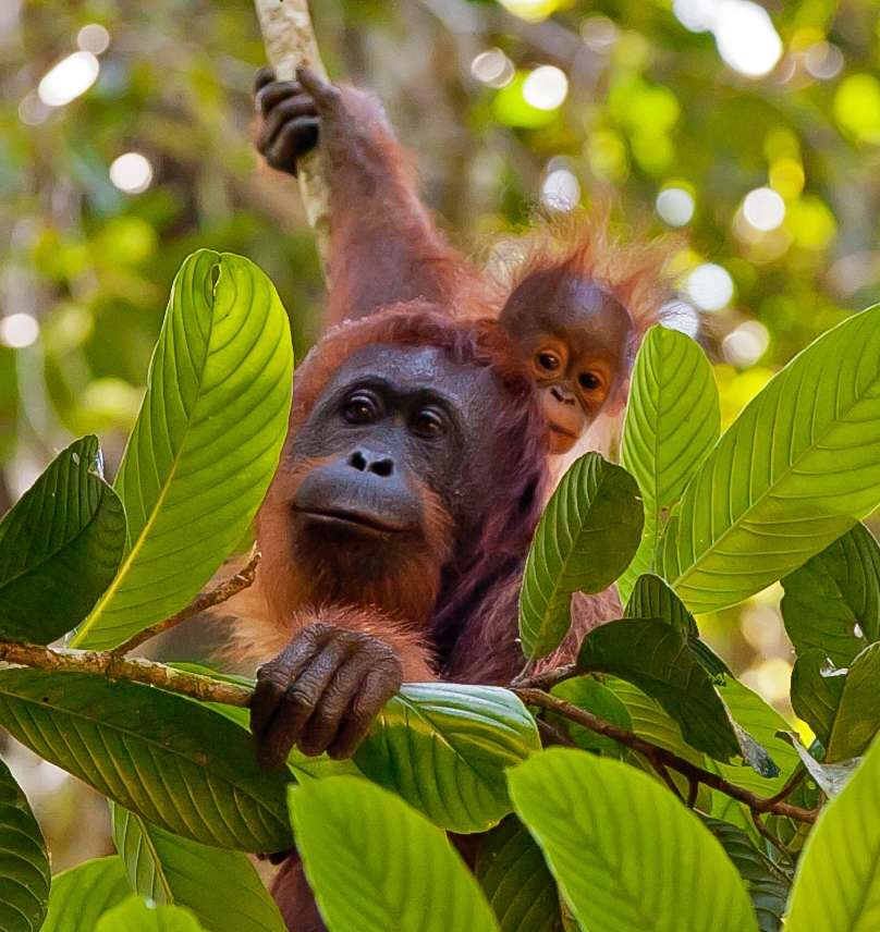 Mother Orangutan and baby orangutan at Danum Valley, Borneo