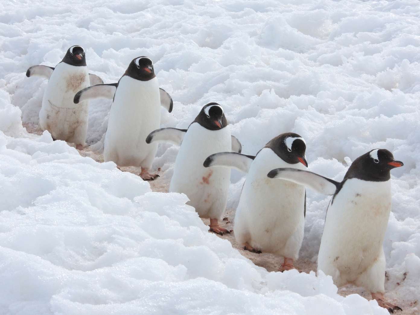 Gentoo penguins spotted on Antarctica cruise