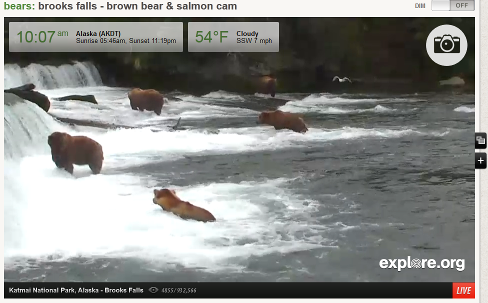 Live Bear Cam Screen Shot