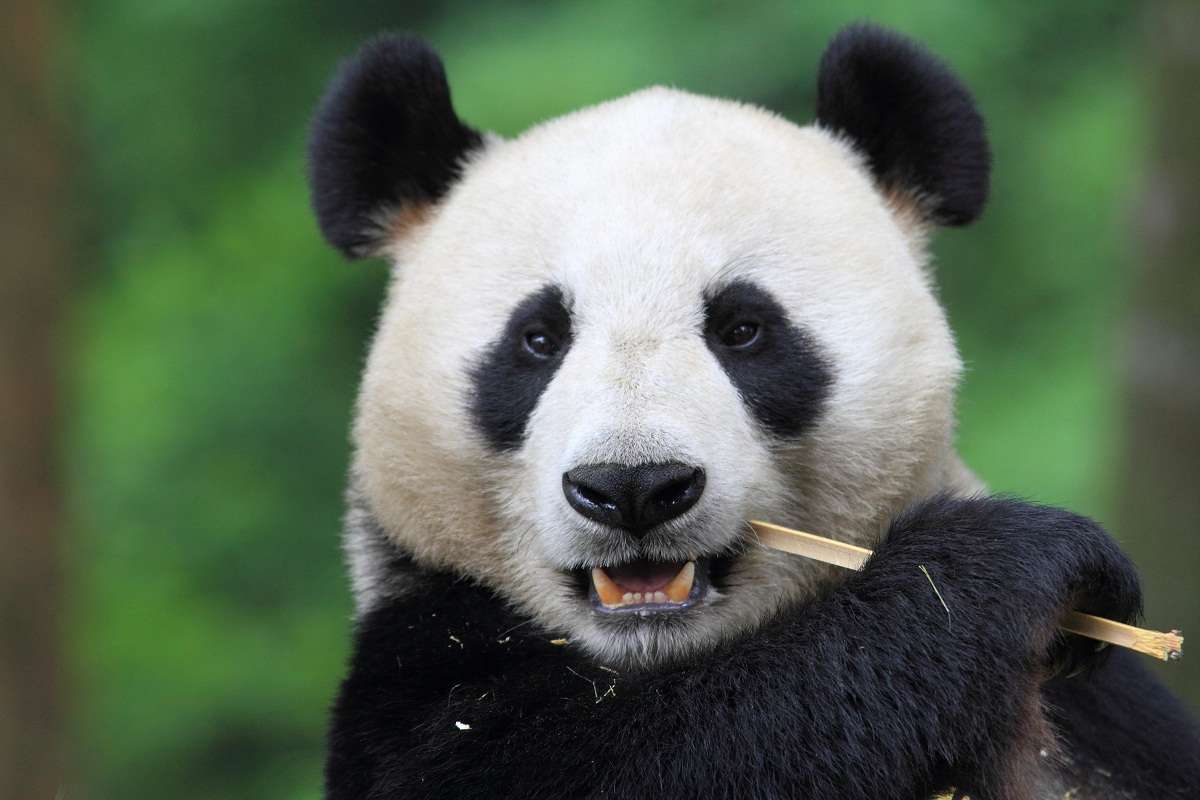 Giant panda eating bamboo on Natural Habitat Tour