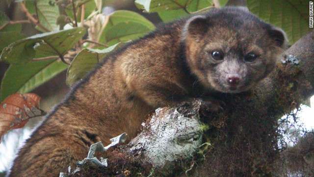 Olinguito - new mammal discovered in the Andes