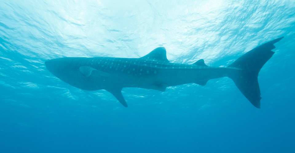 Whale Shark Isla Holbox