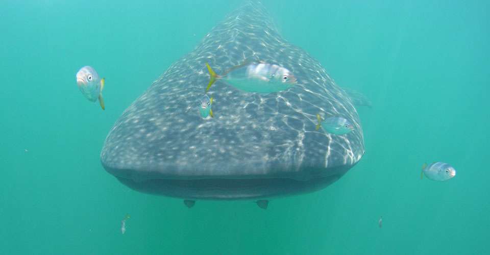 Swim with whale sharks