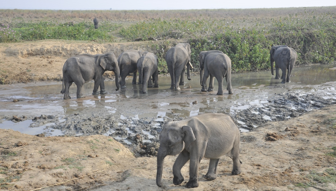 Asian Elephants, India