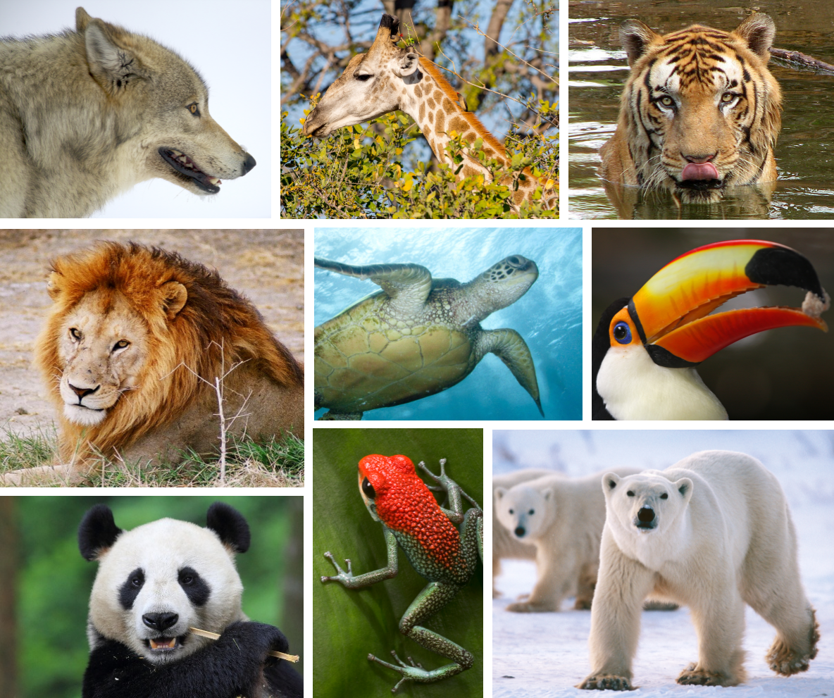 Wildlife Collage