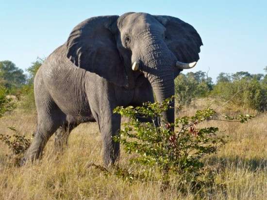 African bull elephant in Botswana’s Moremi Game Reserve. Photo copyright: Wendy Worrall Redal