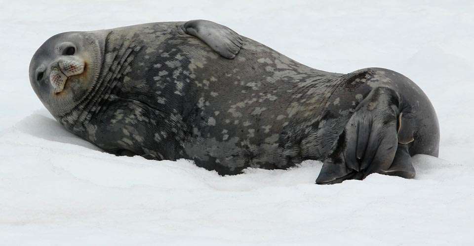 Weddell Seal in Antarctica 