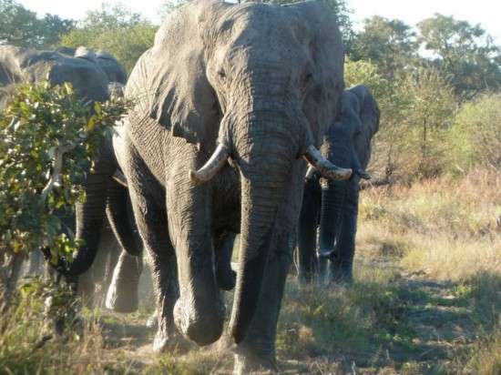 Elephants in Botswana’s Moremi Game Reserve. Photo copyright: Kjell Redal