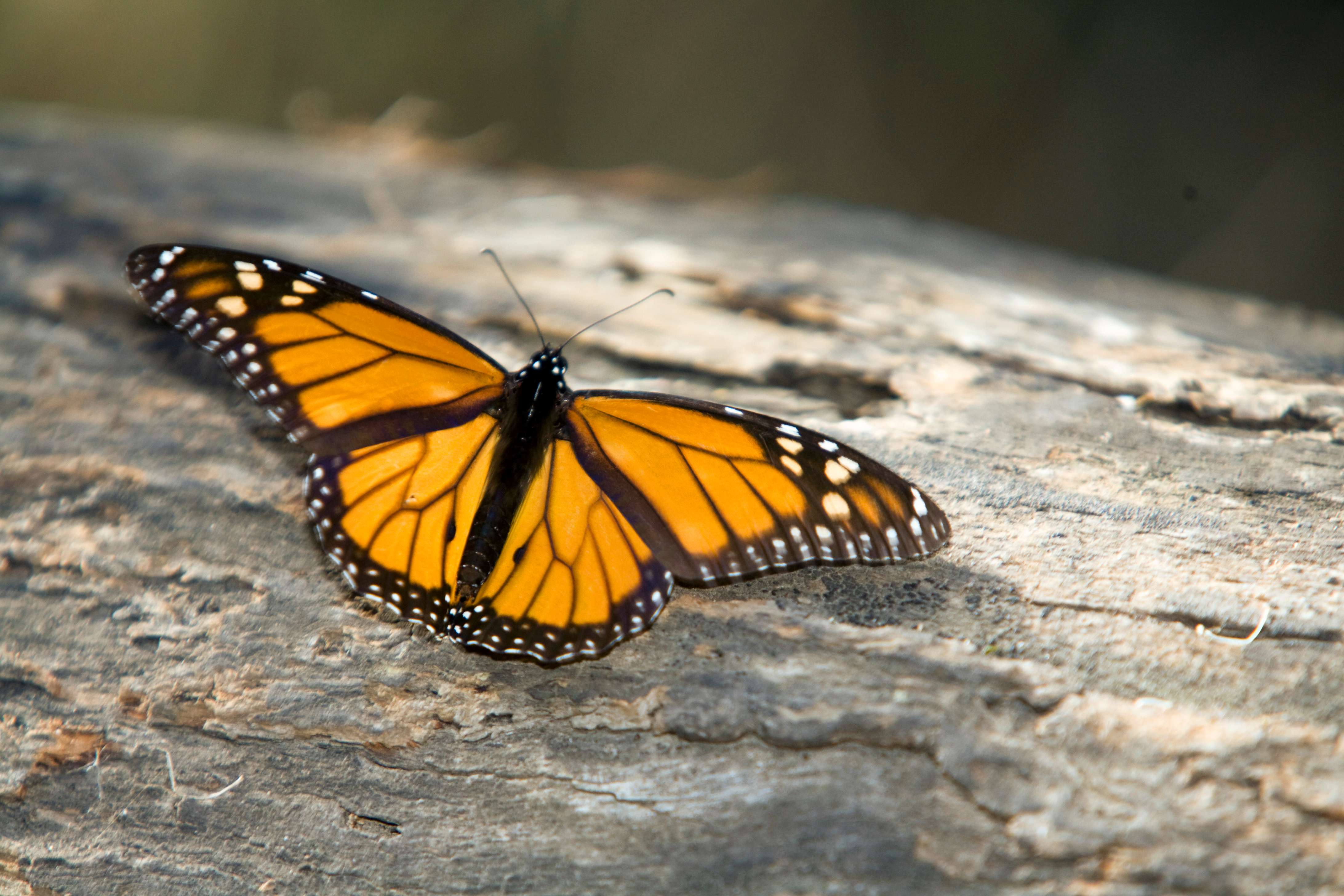 Monarch butterfly. Photo © Colin McNulty