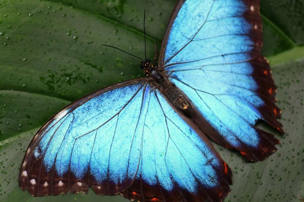 Blue morpho butterfly.