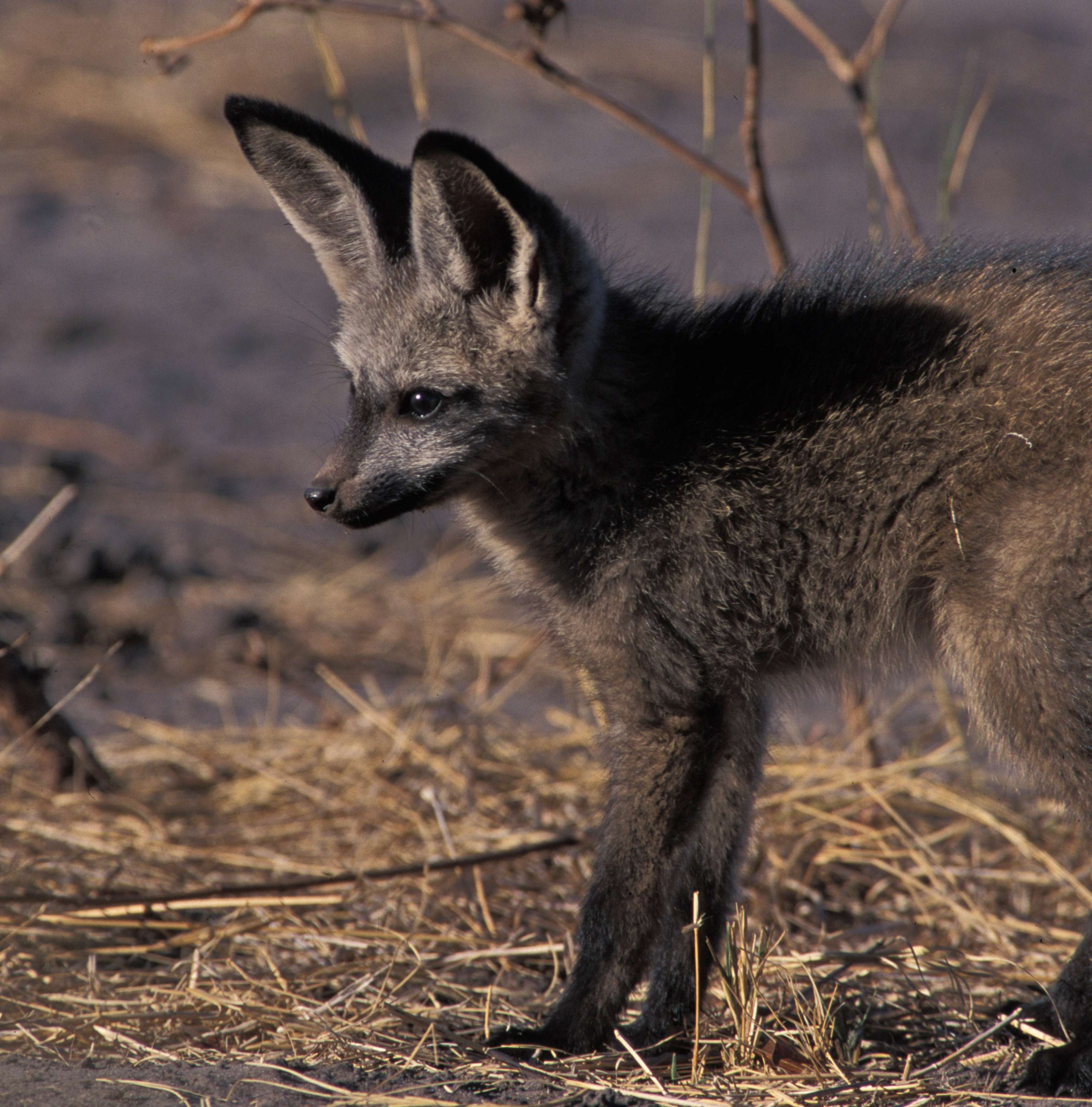 A bat-eared fox pup. Photo © Richard Field