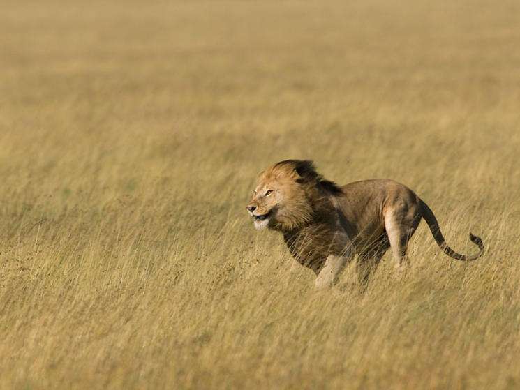 lion running across savannah