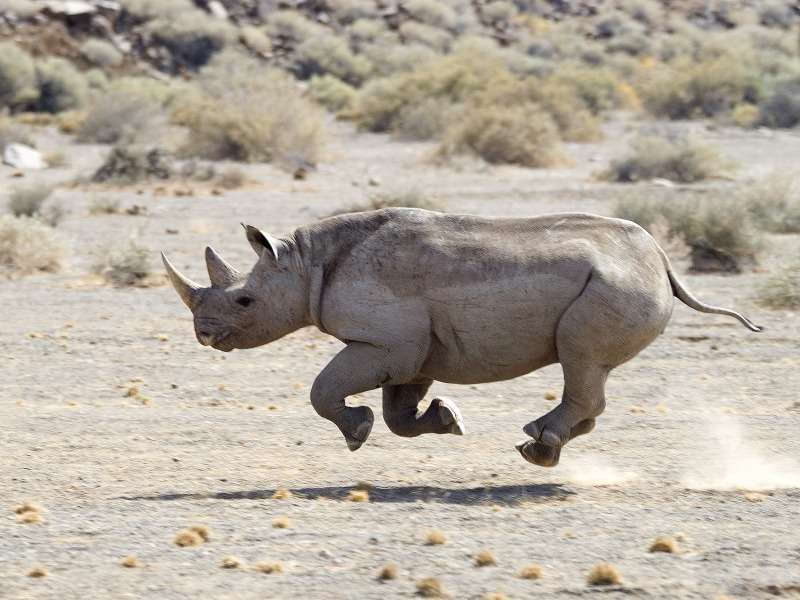 Rhino on the move © Dana Allen/Wilderness Safaris