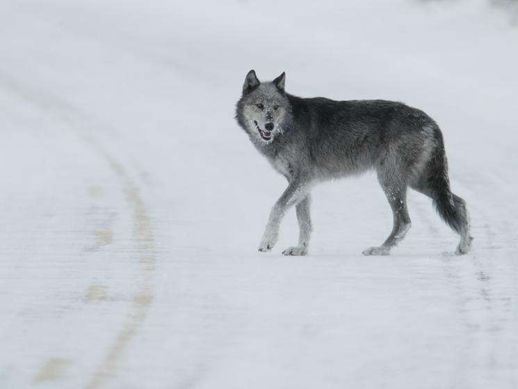 Female gray wolf © Jim Peaco