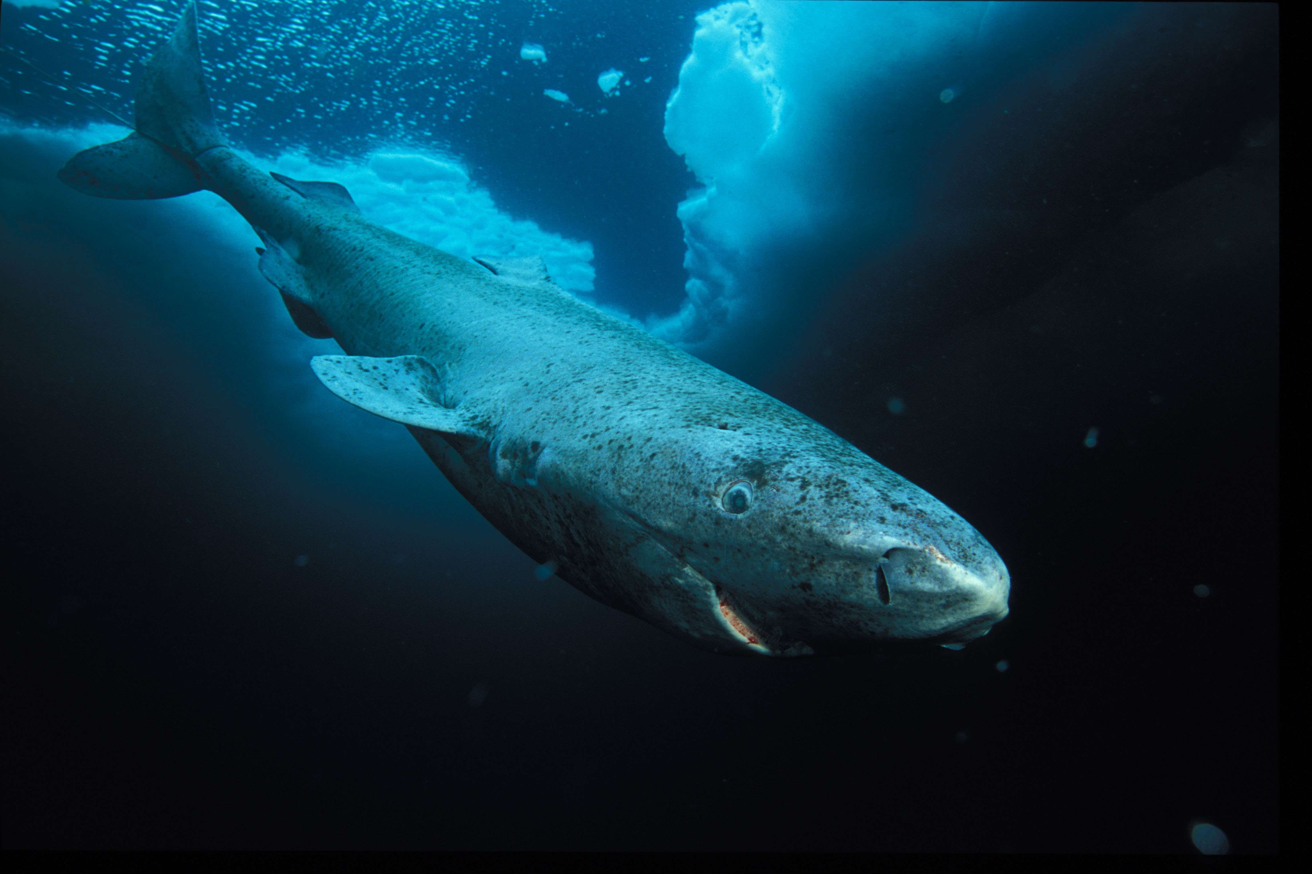 Greenland shark, Lancaster Sound, Nunavut, Northwest Territories, Canada. © National Geographic Stock / Paul Nicklen / WWF