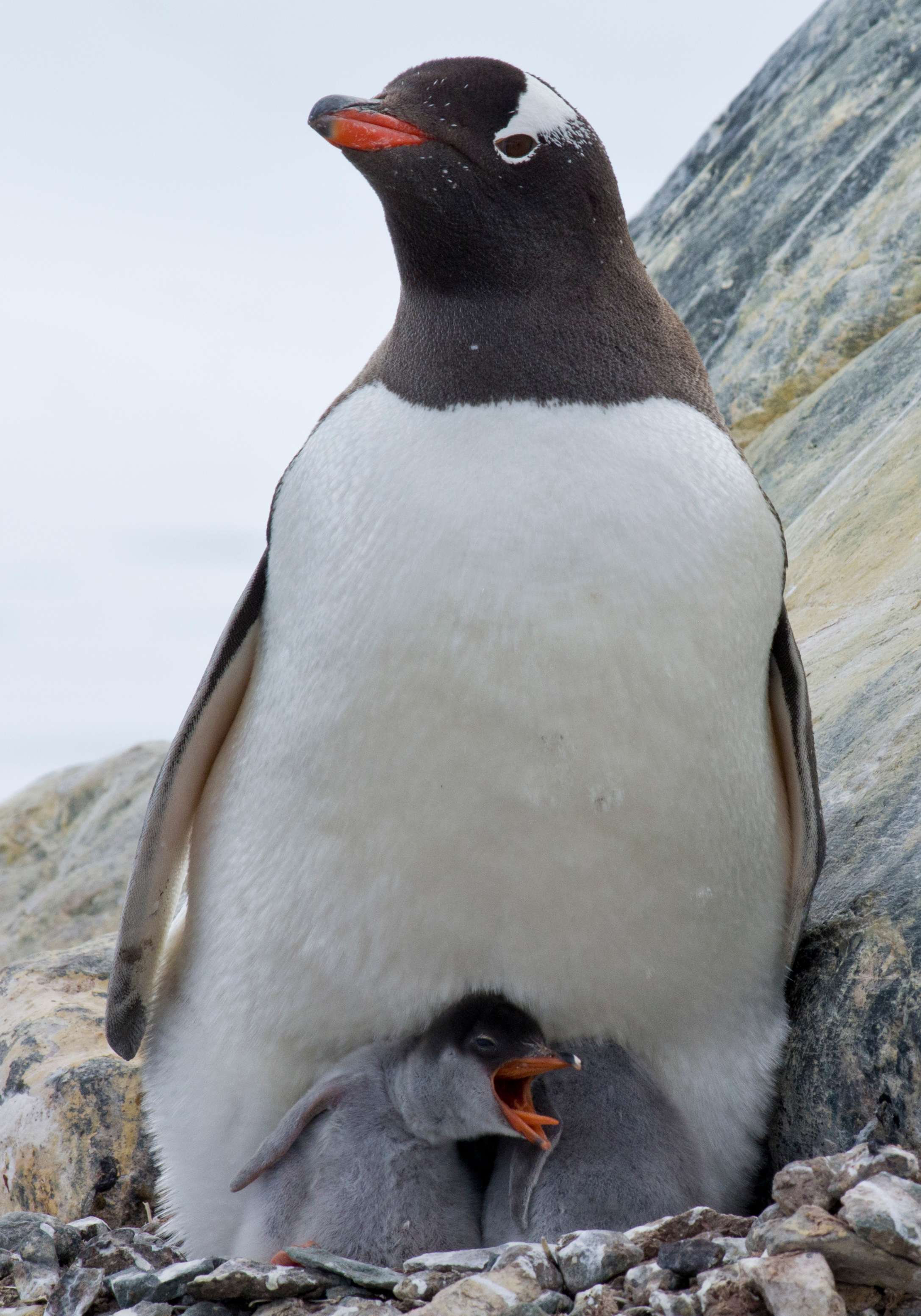 Baby penguin chick in nest, Antarctica
