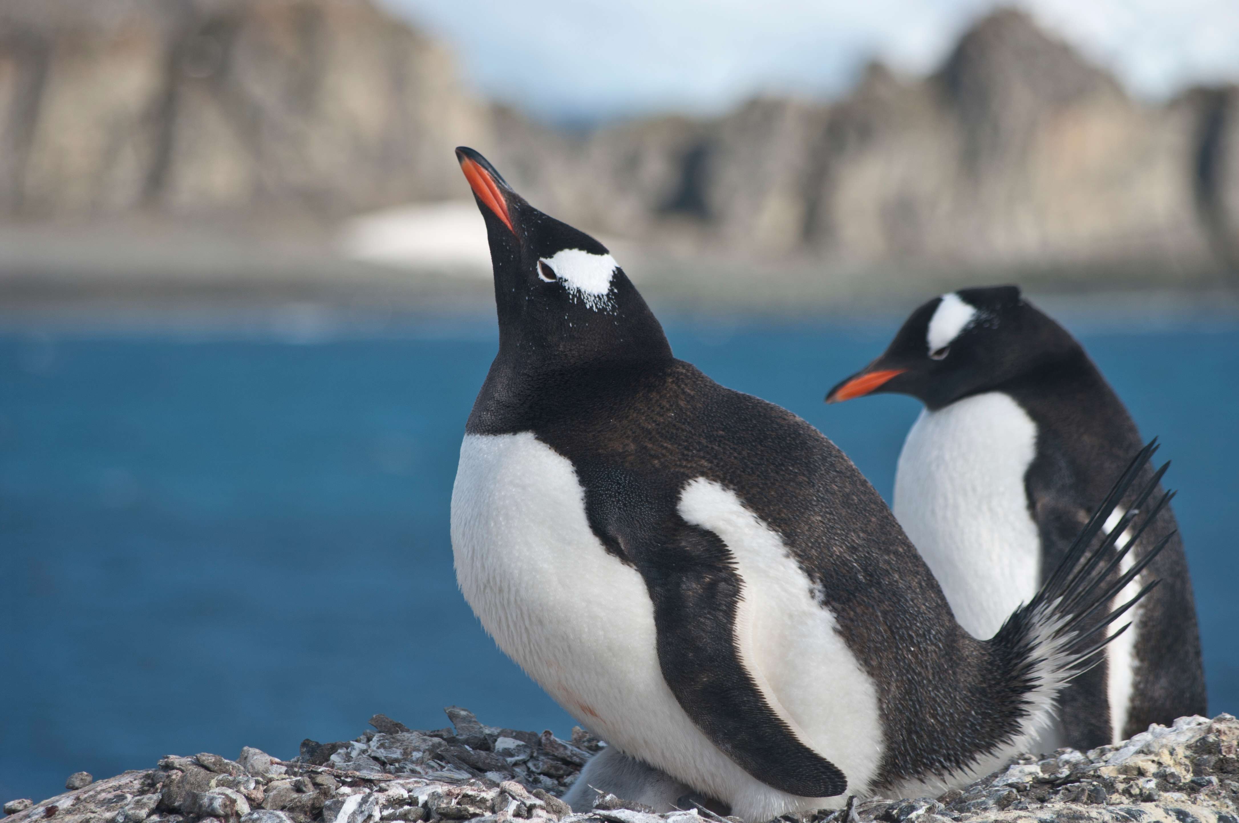 gentoo penguin, Antarctica