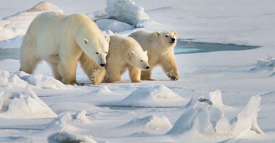 polar bear mother and two cubs, Churchill, Manitoba, Canada