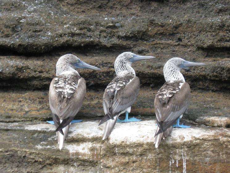 Three blue-footed boobies in the Galapagos