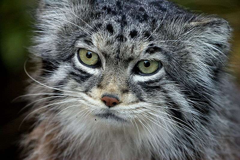 Pallas Cat photo from Wikipedia
