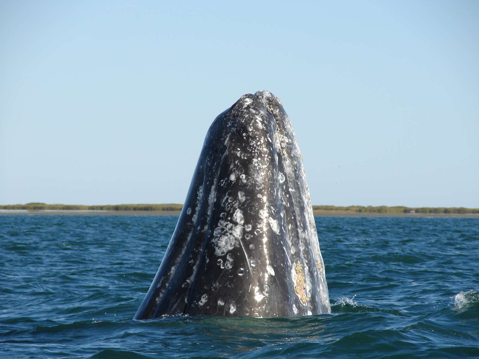 Spyhopping gray whale in San Ignacio Lagoon